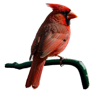 Red Cardinal Silhouette PNG Txx