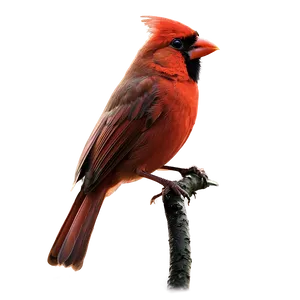 Red Cardinal Singing PNG 40 PNG