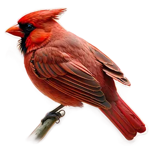 Red Cardinal Sketch PNG 89 PNG