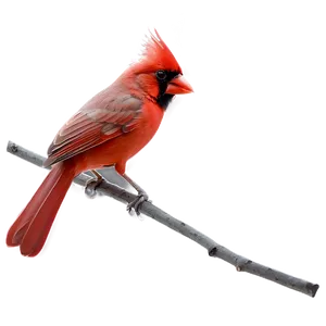 Red Cardinal Vector PNG 4 PNG