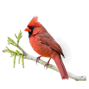 Red Cardinal Wildlife PNG 06292024
