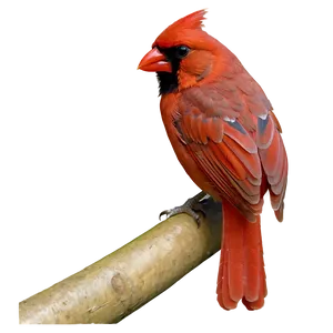 Red Cardinal Wildlife PNG Ekx