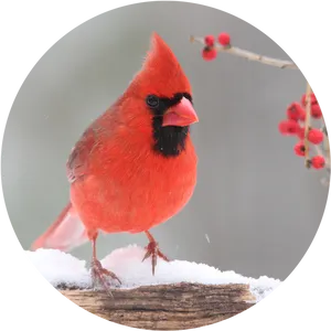 Red Cardinalin Snow PNG image