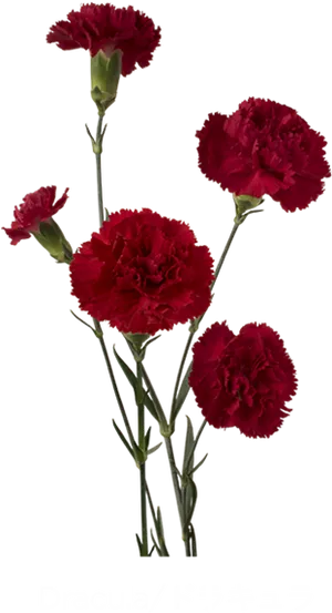 Red Carnation Blooms Dark Background PNG