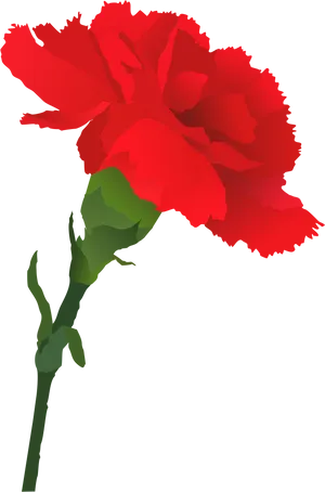 Red Carnation Vector Art PNG