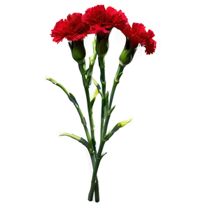 Red Carnations Delight PNG Aof14 PNG