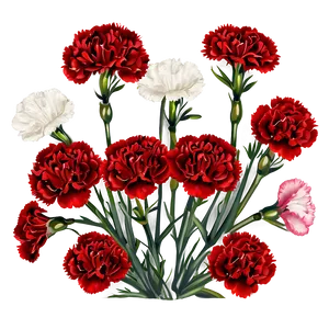 Red Carnations Delight PNG Oyi PNG