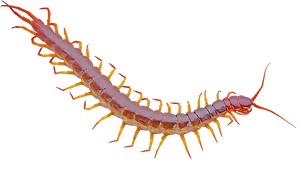 Red Centipede Closeup PNG image