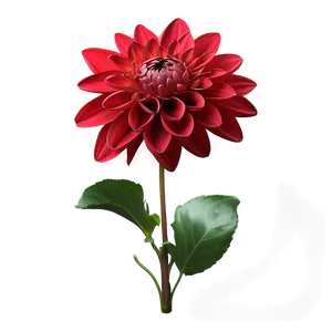 Red Dahlia Flowers Png 06122024 PNG image