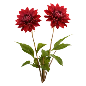 Red Dahlia Flowers Png 06122024 PNG image