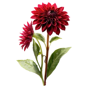 Red Dahlia Flowers PNG Nsl16 PNG