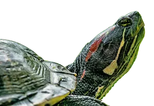 Red Eared Slider Profile PNG image