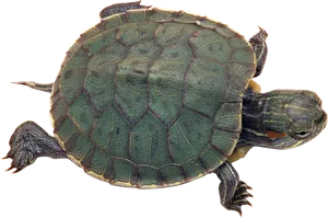 Red Eared Slider Turtle Isolated PNG image