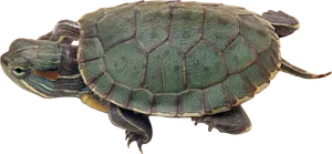 Red Eared Slider Turtle Isolated PNG image