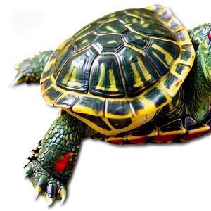 Red-eared Slider Turtle PNG 06242024