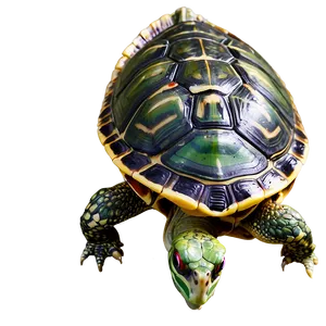 Red-eared Slider Turtle PNG 06242024