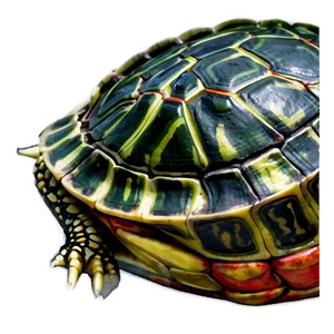 Red-eared Slider Turtle PNG 11