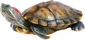 Red Eared Slider Turtle Profile PNG image