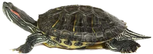 Red Eared Slider Turtle Profile PNG image