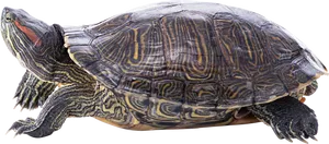 Red Eared Slider Turtle Profile PNG image