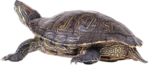 Red Eared Slider Turtle Profile PNG image