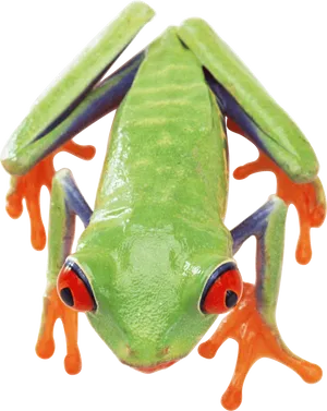 Red Eyed Tree Frog Closeup PNG image