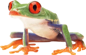 Red Eyed Tree Frog Profile PNG image