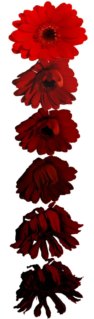 Red Flower Reflection PNG image