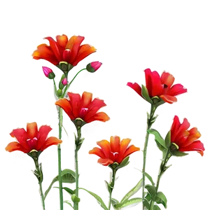Red Flowers Sunset PNG 14 PNG