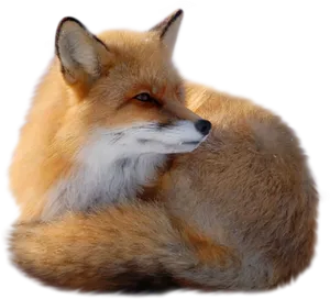 Red Fox Curled Up PNG image