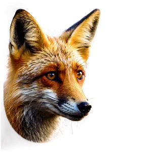 Red Fox Glance PNG 06242024