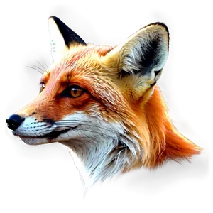 Red Fox Illustration PNG 06242024