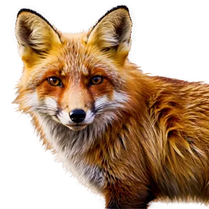 Red Fox In Nature Png 06242024 PNG image