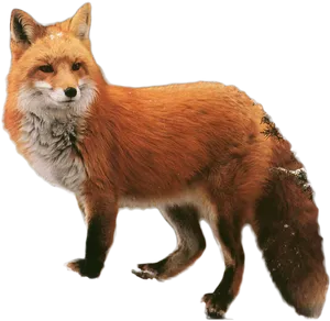 Red Fox Standing Black Background PNG image