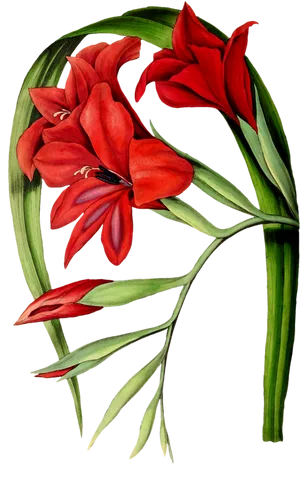 Red Gladiolus Botanical Illustration PNG