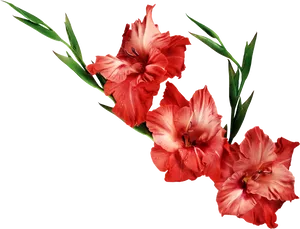 Red Gladiolus Flowers Transparent Background PNG image