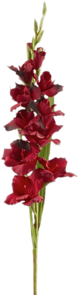 Red Gladiolus Stem Isolated PNG image