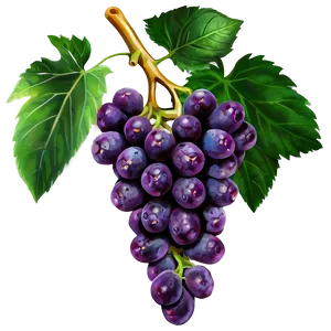 Red Grapes PNG 05242024