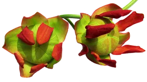 Red Green Tropical Flowers Transparent Background