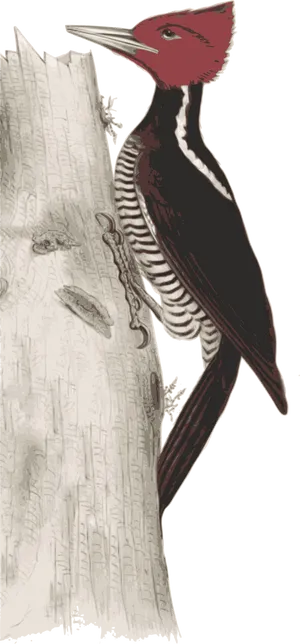 Red Headed Woodpecker On Tree PNG image