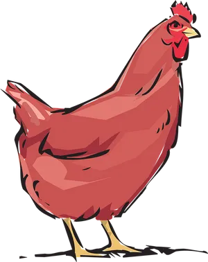 Red Hen Illustration PNG image