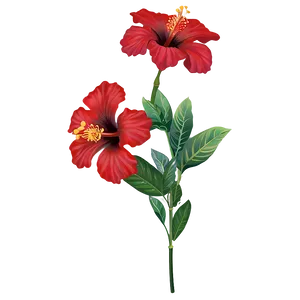 Red Hibiscus PNG 05232024