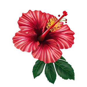 Red Hibiscus PNG Hlo
