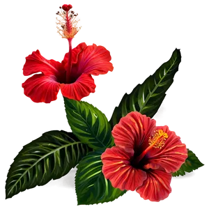 Red Hibiscus PNG Kvx42