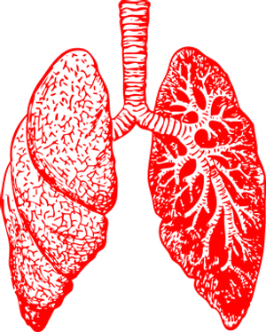 Red Human Lungs Illustration PNG image