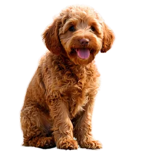 Red Labradoodle Dog Png Bex4 PNG image