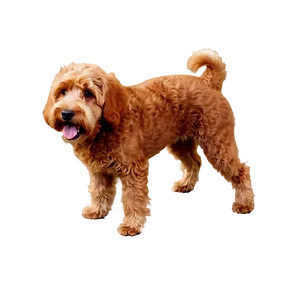 Red Labradoodle Dog PNG Ece PNG