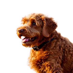 Red Labradoodle Dog Png Kbp PNG image