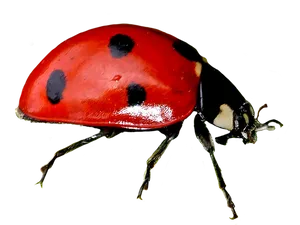 Red Ladybug Black Background PNG image
