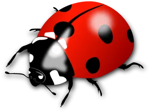 Red Ladybug Illustration